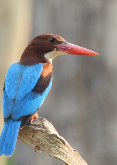 white thoated  kingficher near mohana
