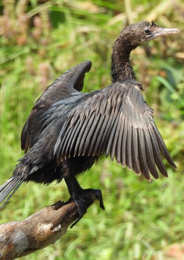 cormorant in Bardiya jungle