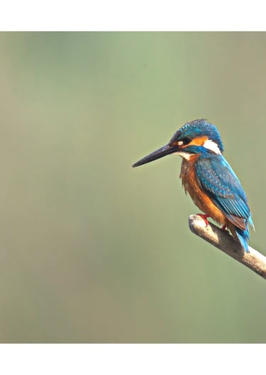common kingfisher in Bardiya