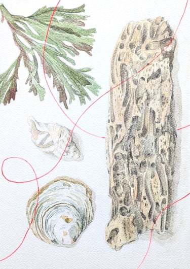 drawing of worm eroded wood, discarded fishing line. green seaweed and shells