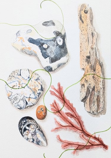 watercolour and graphite drawing of red seaweed driftwood and flint stones