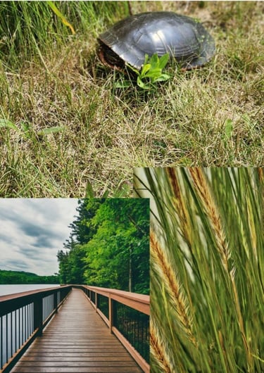 Representative image of field grass, turtle, and boardwalk