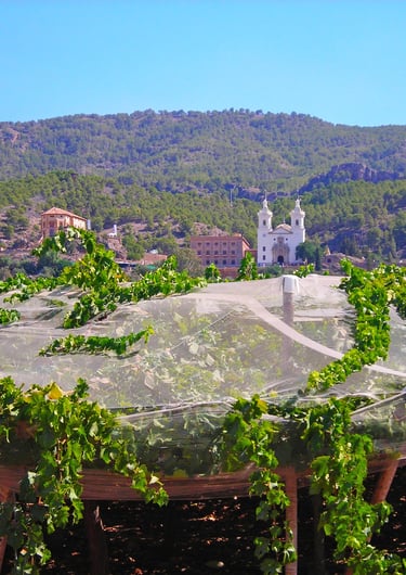 Viñedos cerca de La Fuensanta, Murcia