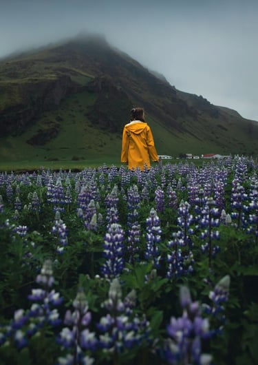 A woman in a yellow raincoat standing in a field of purple lupines with misty mountains in Iceland.