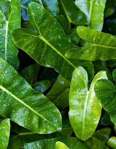 a close up of a plant with green leaves, philodendron