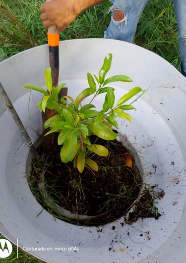 Persona sembrando planta