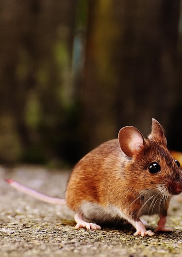 Ratón.