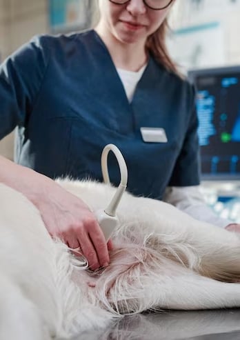 Curso práctico de ecografía veterinaria con interpretación de imágenes reales en pequeños animales.