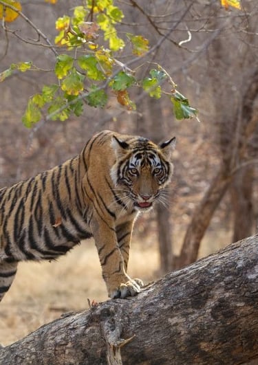 Ranthambore jungle safari 