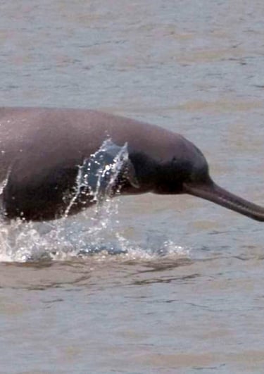 ganges dolphin in the Mohana river