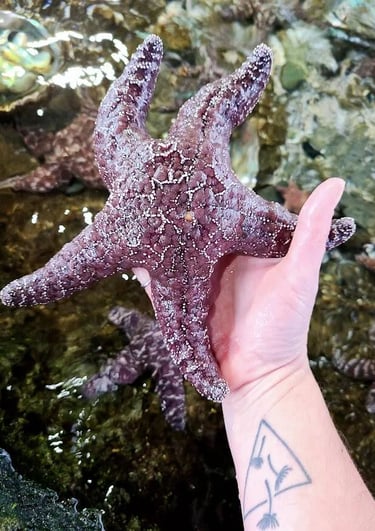 CA Coast - Holding a purple starfish at Ocean World in Crescent City