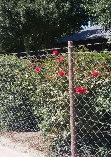 poste alambrados domiciliarios, muy superiores al eucaliptus, rostrata, saligna
