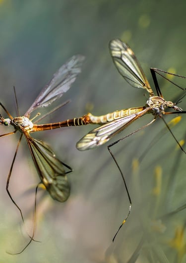Mosquitos.