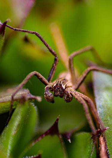 Araña.