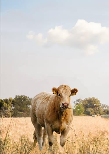 Krowa na pastwisku, symbol występujący na produktach Weihs Livestock.
