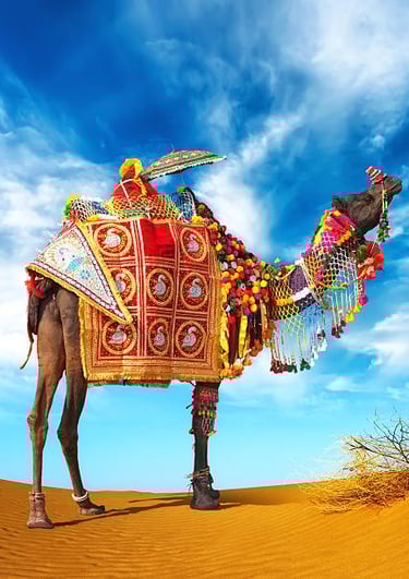 Camel safari jaisalmer