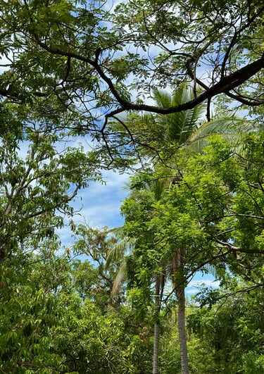 trees at plaza mango verde