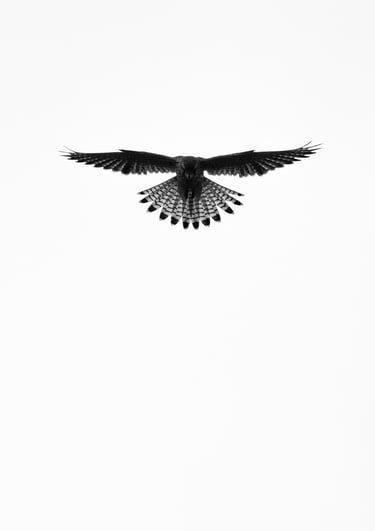 Greifvogel im Flug – Beispiel aus der Masterclass Tierfotografie Basel.