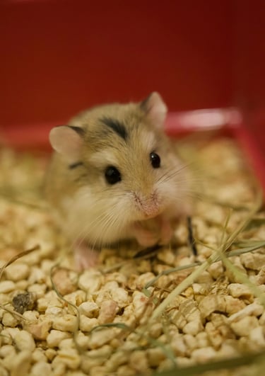 hamster représentant notre formule simple pour cage compacte