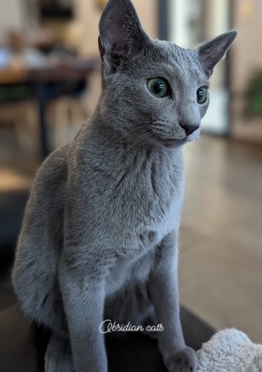 chatterie bleu russe