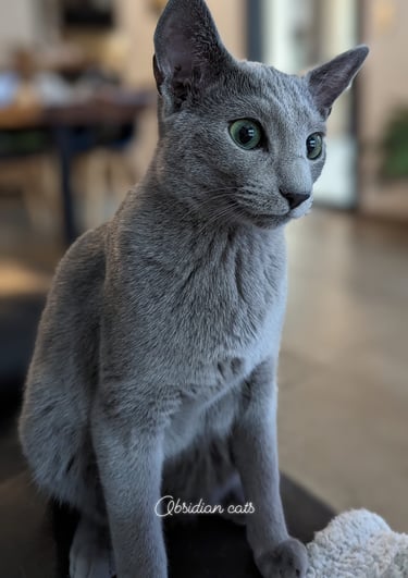 chatterie bleu russe