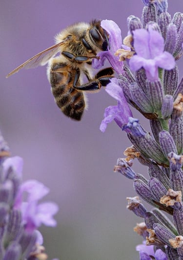 a bee on a lavender flower 