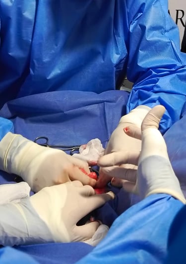 Estudiantes participan en cirugía veterinaria con paciente real bajo anestesia.