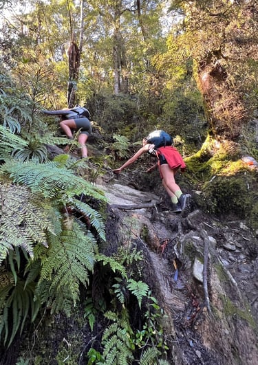 Subida por el bosque a Brewster hut