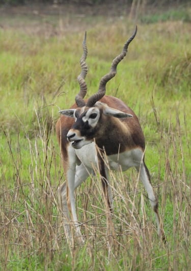 blackbuck in Khairapur reserve