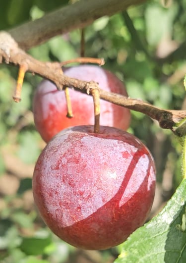 Ripe Cambridge gage plums hanging from a fruit tree branch in a sunny organic orchard.