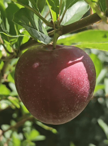 Single ripe red pluot hanging from a leafy tree branch in a sunny garden.
