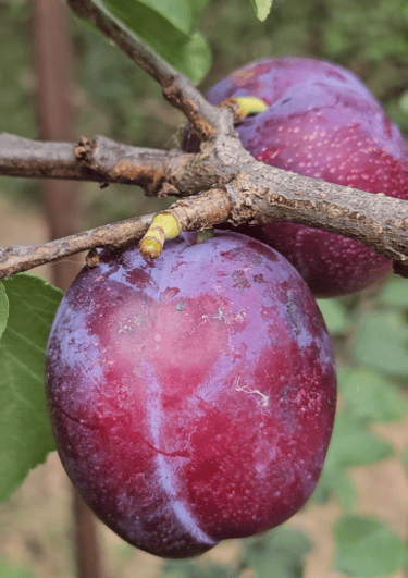 Two ripe purple plums hanging from a fruit tree branch with green leaves in a garden.