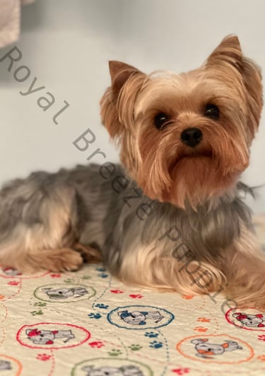 a dog is sitting on a bed with a blanket