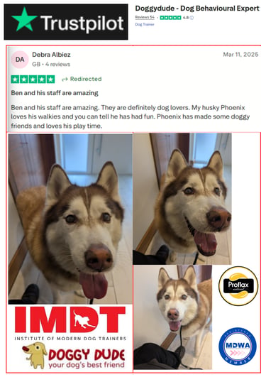 5-star client review recommending Doggy Dude group dog walking services in M26 and M45 postcodes.