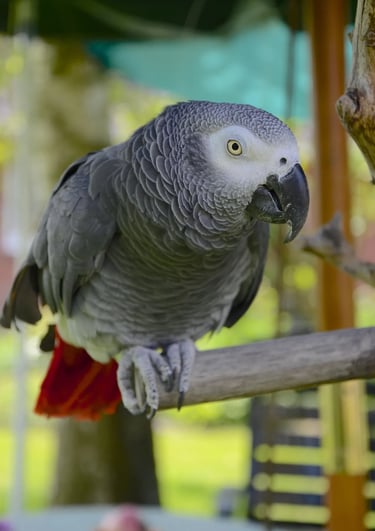 perroquet gris du gabon représentant notre formule volière, nettoyage de grandes cages à domicile.