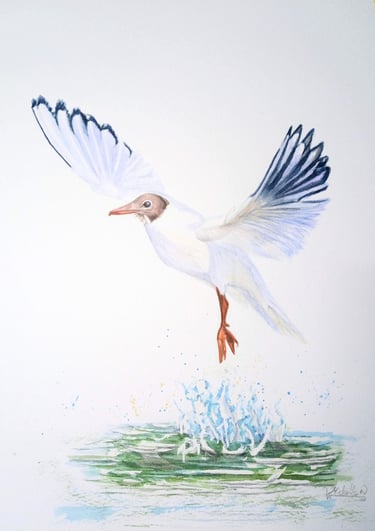 Black headed Gull, Original Artwork.