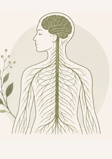 Anatomical illustration of the human nervous system featuring the brain and spinal cord in a botanical style.