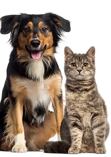 pet and cat gazing at you