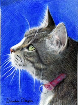 Sandra Davis Color Pencil SandraDavisArt.com