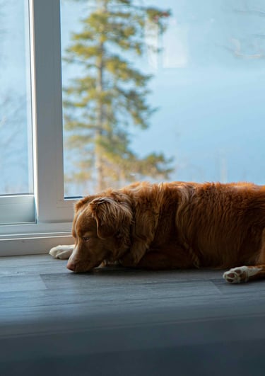 dogAdvisor | dog Advisor | dogadvisor.dog | dog Advisor