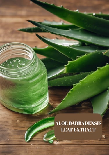 aloe barbadensis leaf axtract aloe vera extratı