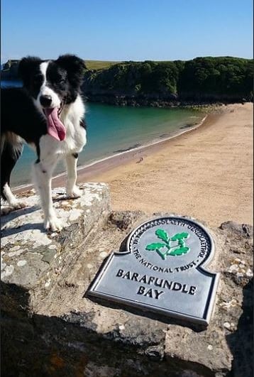 Barafundle Bay collie dog summer pembrokeshire coastal path
