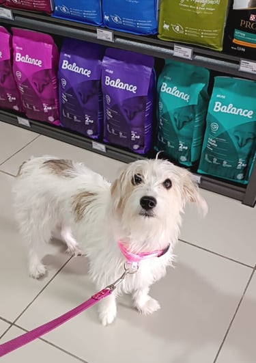 Luna muestra su collar nuevo adquirido en la tienda Chamo Pets.