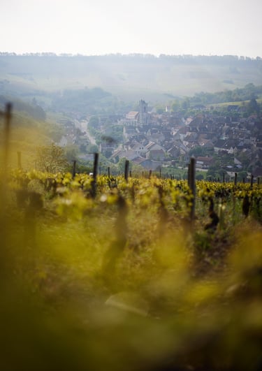 vigne du domaine Goisot avec le village en fond
