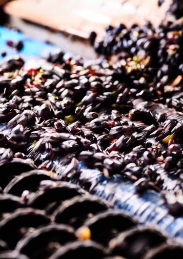 trie des baies de raisin