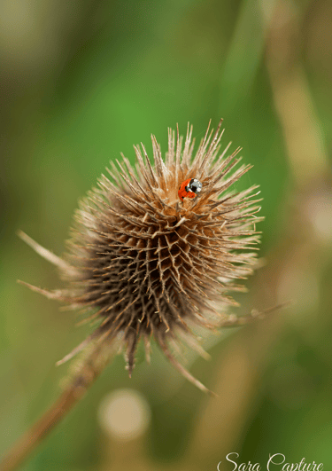 Kleine landdieren