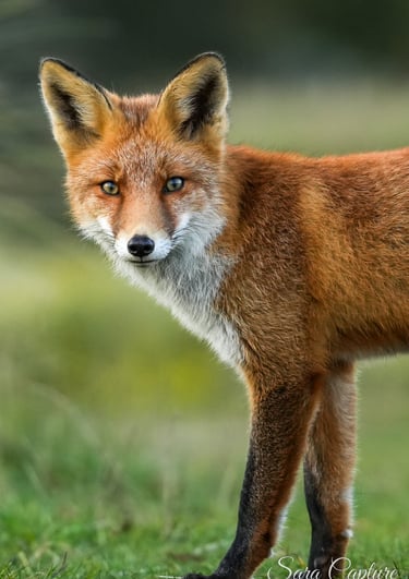 Grote landdieren
