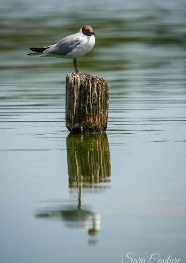 Vogels