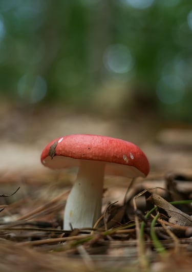Natuur