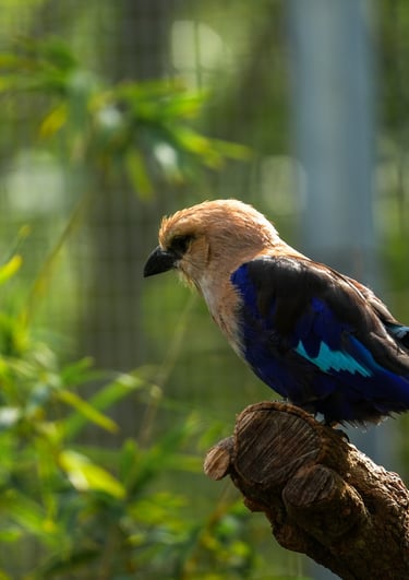 Zoo
